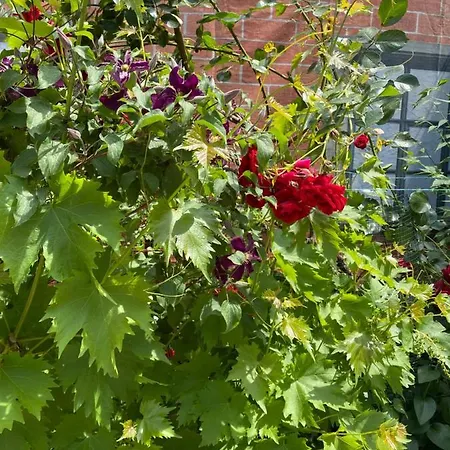 Апартаменти C-entral American