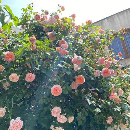 C-entral American Bukarest