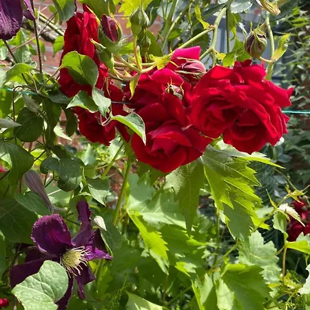 C-entral American Апартаменти Бухарест