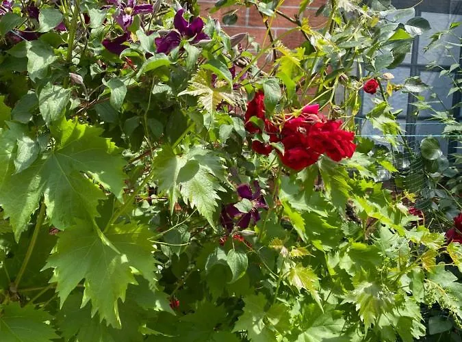 Appartamento C-entral American