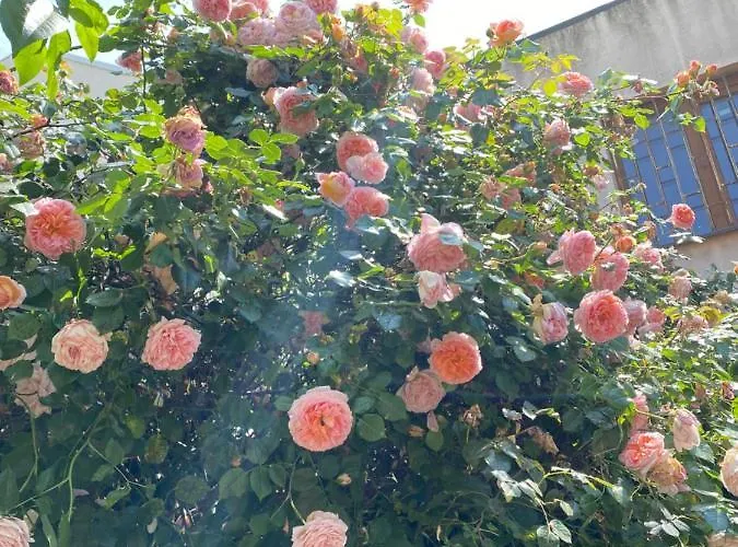 C-entral American Bucarest