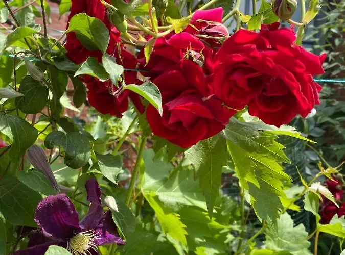 C-entral American Apartman Bukarest